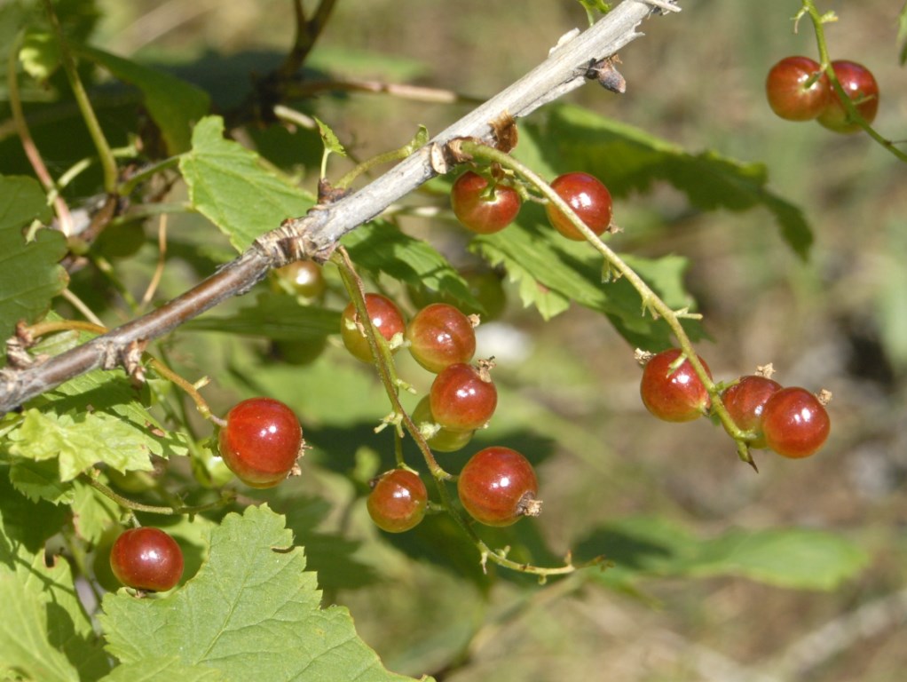 Delle bacche rosse da identificare